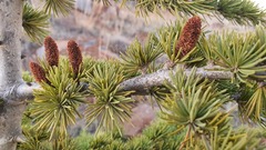 Cedrus libani