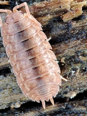 Porcellio