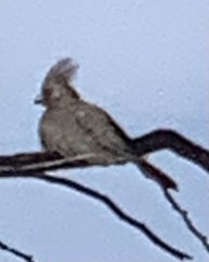 Corythaixoides concolor