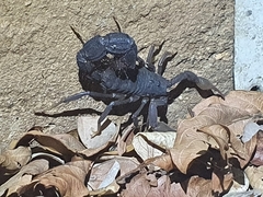 Parabuthus transvaalicus