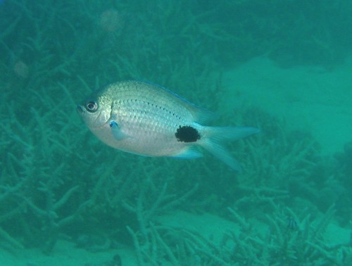 False-eye sergeant (Abudefduf sparoides) — Pomacentridae — 5