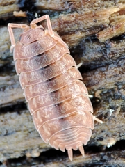 Porcellio