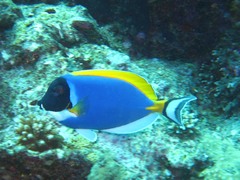 Acanthurus leucosternon