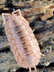 Porcellio