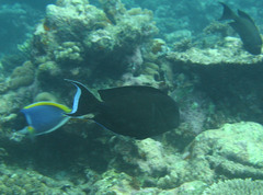 Acanthurus tennentii