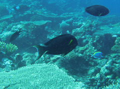 Acanthurus