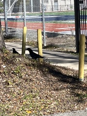 Corvus brachyrhynchos