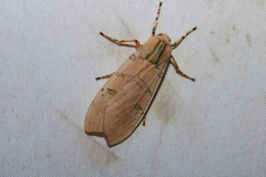 Halysidota cinctipes