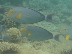 Acanthurus xanthopterus