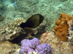 Amanses scopas