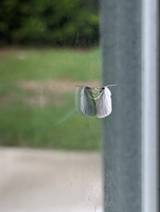 Zygaenoidea