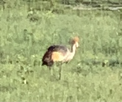 Balearica regulorum regulorum