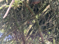 Melanerpes rubricapillus