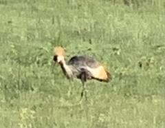 Balearica regulorum regulorum