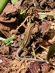 Holcosus quadrilineatus