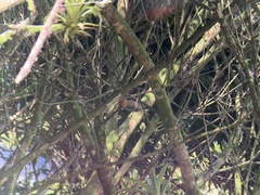 Melanerpes rubricapillus