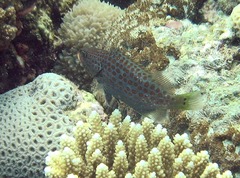 Anyperodon leucogrammicus