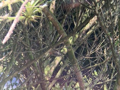 Melanerpes rubricapillus