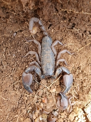 Scorpionoidea