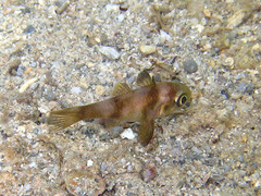 Apogonichthyoides timorensis