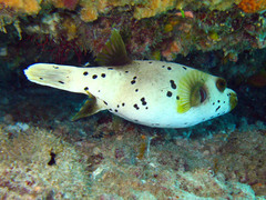 Arothron nigropunctatus