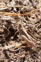 Chorthippus maritimus