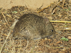 Sigmodon arizonae