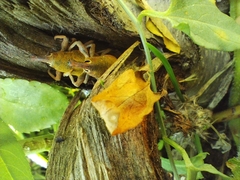Lixomorphus algirus