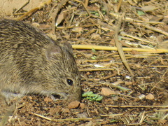 Sigmodon arizonae