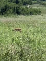 Raphicerus campestris campestris