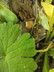 Lixomorphus algirus