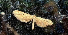 Eupithecia subapicata
