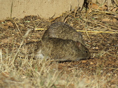 Sigmodon arizonae