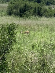 Raphicerus campestris campestris