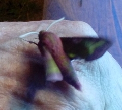 Deilephila porcellus