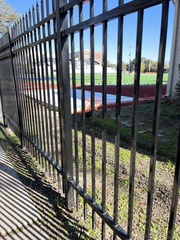 Corvus brachyrhynchos