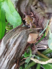 Lixomorphus algirus