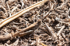 Chorthippus maritimus