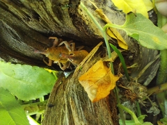 Lixomorphus algirus