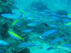 Caesio varilineata