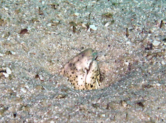 Callechelys marmorata