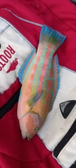 Thalassoma trilobatum