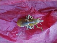 Lixomorphus algirus