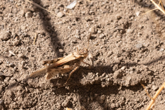 Acrotylus insubricus