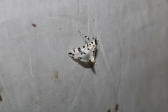 Conchylodes diphteralis