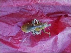 Lixomorphus algirus