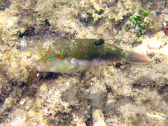 Canthigaster bennetti