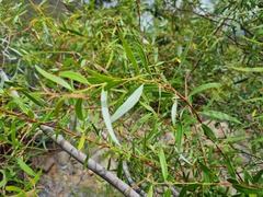 Salix mucronata