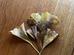 Bartheletia paradoxa