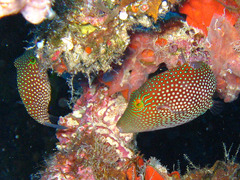 Canthigaster janthinoptera